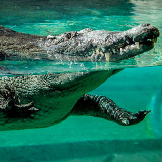 Skip the Line: Zoo Miami Ticket 5