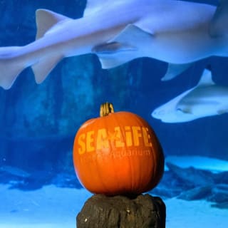 SEA LIFE London Aquarium 8