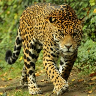 ZooParc de Beauval 3