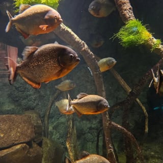SEA LIFE London Aquarium 6