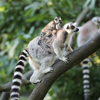 ZooParc de Beauval 4