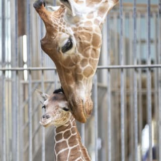 ZooParc de Beauval 5