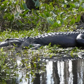 Exclusive Nature Escape Kayak Adventure sur Blackwater Creek 12