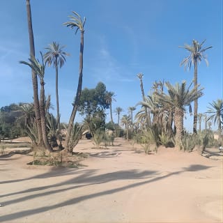 Camel ride at sunset in Marrakech palm grove 12