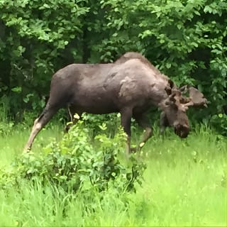 Wildlife and Glaciers with a walk in the Rainforest 12