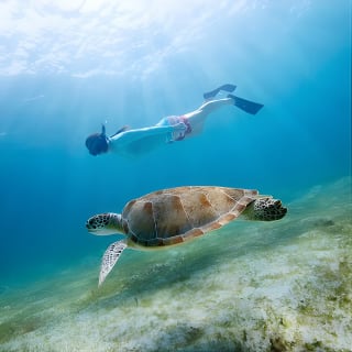 Snorkeling and Dolphin Watching Experience in Destin 2