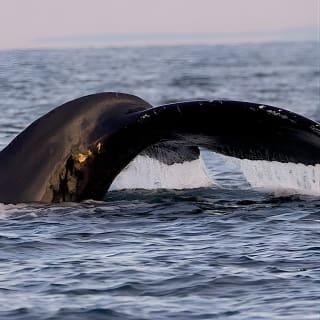 Ultimate Marine Whale & Wildlife Tour 14