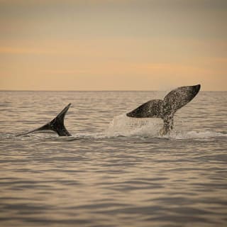 Ballena Jorobada: Ocean Camp 1