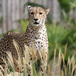 ZooParc de Beauval 8