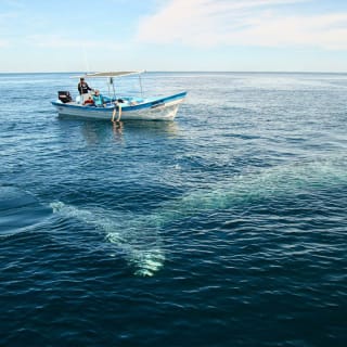 Ballena Jorobada: Ocean Camp 2
