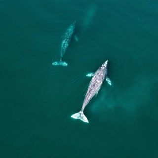 Ballena Jorobada: Ocean Camp 4