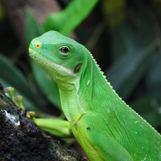 ZooParc de Beauval 9