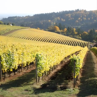 Small Group: Willamette Valley Wine Tour From Portland (Tasting Fees Included) 6