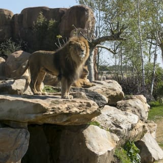 ZooParc de Beauval 10