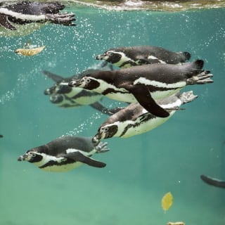 ZooParc de Beauval 11