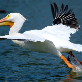 1-Stunden-Historischer Wildlife-Tour durch die berühmte Kette der Seen 2