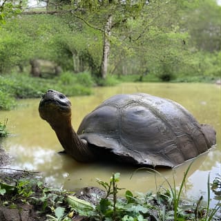 The Giant Tortoise Experience | Lava Tubes + Los Gemelos (Shared Tour) 2