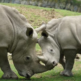 ZooParc de Beauval 12