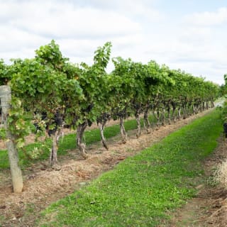 Niagara Falls Day Tour from Toronto + Hornblower Cruise & Niagara-on-the-Lake 17