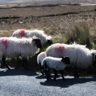 From Galway: Guided tour of Connemara with 3 hour stop at Connemara National Pk. 12