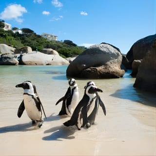 Cape Point and Boulder's Penguins Full Day Tour 7