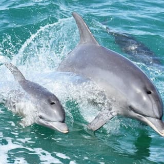 Mandurah Dolphin Cruise & Views 1