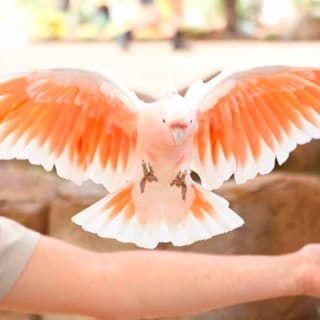 Currumbin Wildlife Sanctuary General Entry Ticket 5