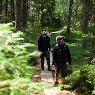 Magical Taiga Forest Hike con Almuerzo y Transporte 1