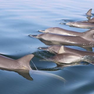 Mandurah Dolphin Cruise & Views 6