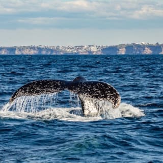 Sydney: Whale Watching Adventure Cruise 12