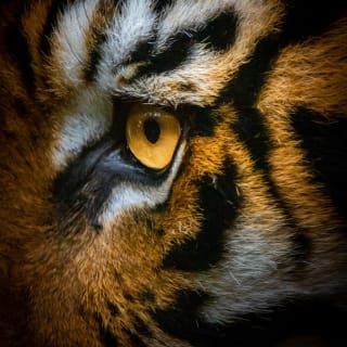 The Cool Cats & Kittens Tiger Quiz 1