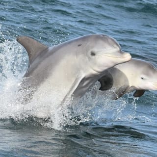 Mandurah Dolphin Cruise & Views 12