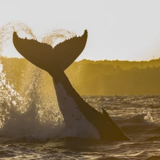 Sydney: Whale Watching Adventure Cruise 22