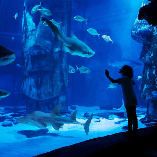 London Eye, Madame Tussauds, SEA LIFE Aquarium, Shrek's Adventure! & London Dungeon 4