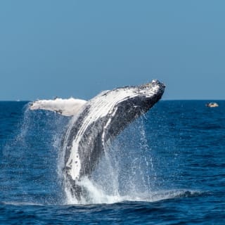Sydney: Whale Watching Adventure Cruise 37
