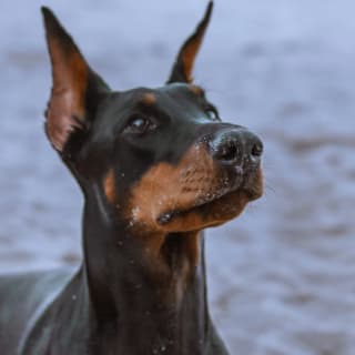 Día del Perro 6 1