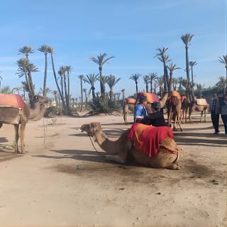 Camel ride at sunset in Marrakech palm grove 13