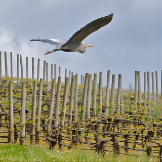 Small Group: Willamette Valley Wine Tour From Portland (Tasting Fees Included) 7