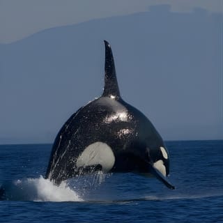 Ultimate Marine Whale & Wildlife Tour 15