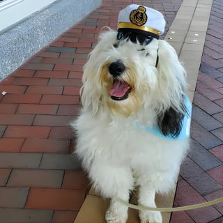Dog Day of Summer Harbor Cruise in Boston 8