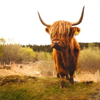 Loch Ness and the Highlands Small-Group Day Tour from Aberdeen 8