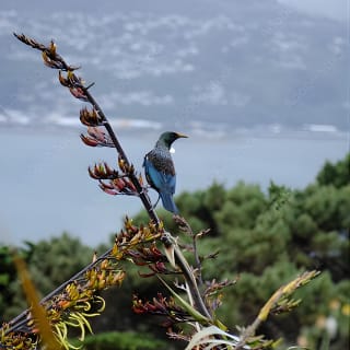 Geführte kleine Gruppe zu Fuß durch Wellington 4