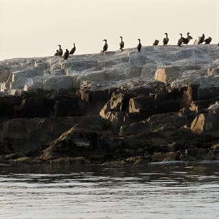 Scenic Lighthouse Boat Cruise from Portland's Old Port 11
