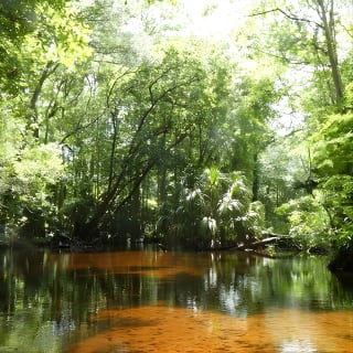 Exclusive Nature Escape Kayak Adventure sur Blackwater Creek 14