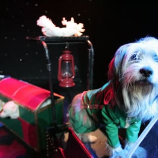 Popovich Comedy Pet Theater at Planet Hollywood Resort and Casino 2
