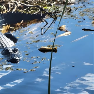 Les trajets en hydroglisseur écoénergétiques les moins chers de Central Florida 10