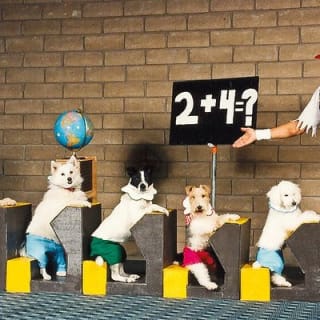 Popovich Comedy Pet Theater at Planet Hollywood Resort and Casino 4