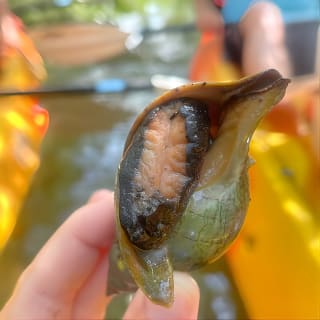 Kayak Eco Tour a Don Pedro Island 5
