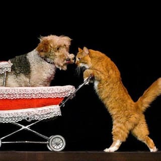 Popovich Comedy Pet Theater at Planet Hollywood Resort and Casino 5