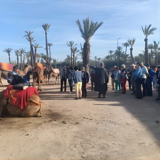 Camel ride at sunset in Marrakech palm grove 14